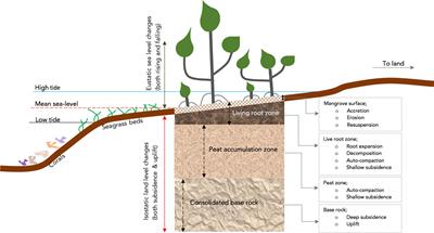 Surface elevation changes in an estuarine mangrove forest in Vanga, Kenya: Implications for management and mitigation of sea-level rise